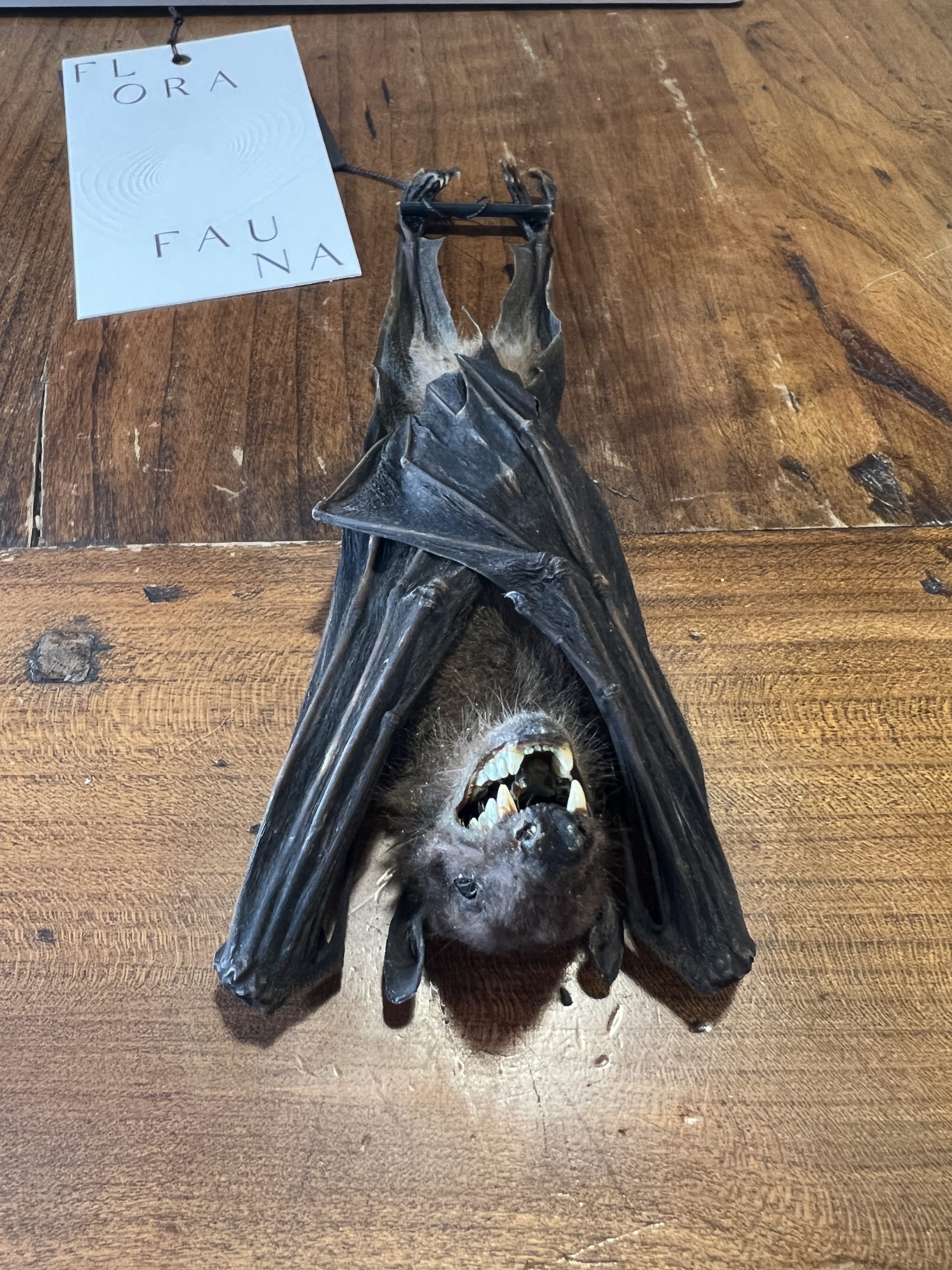 Hanging Bat Large Florafauna