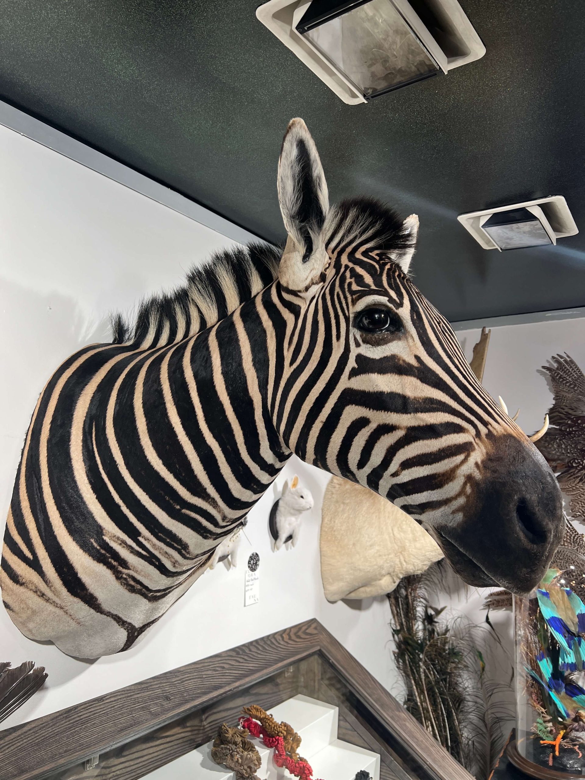 Zebra Head Mount Florafauna zebra-head-mount-florafauna