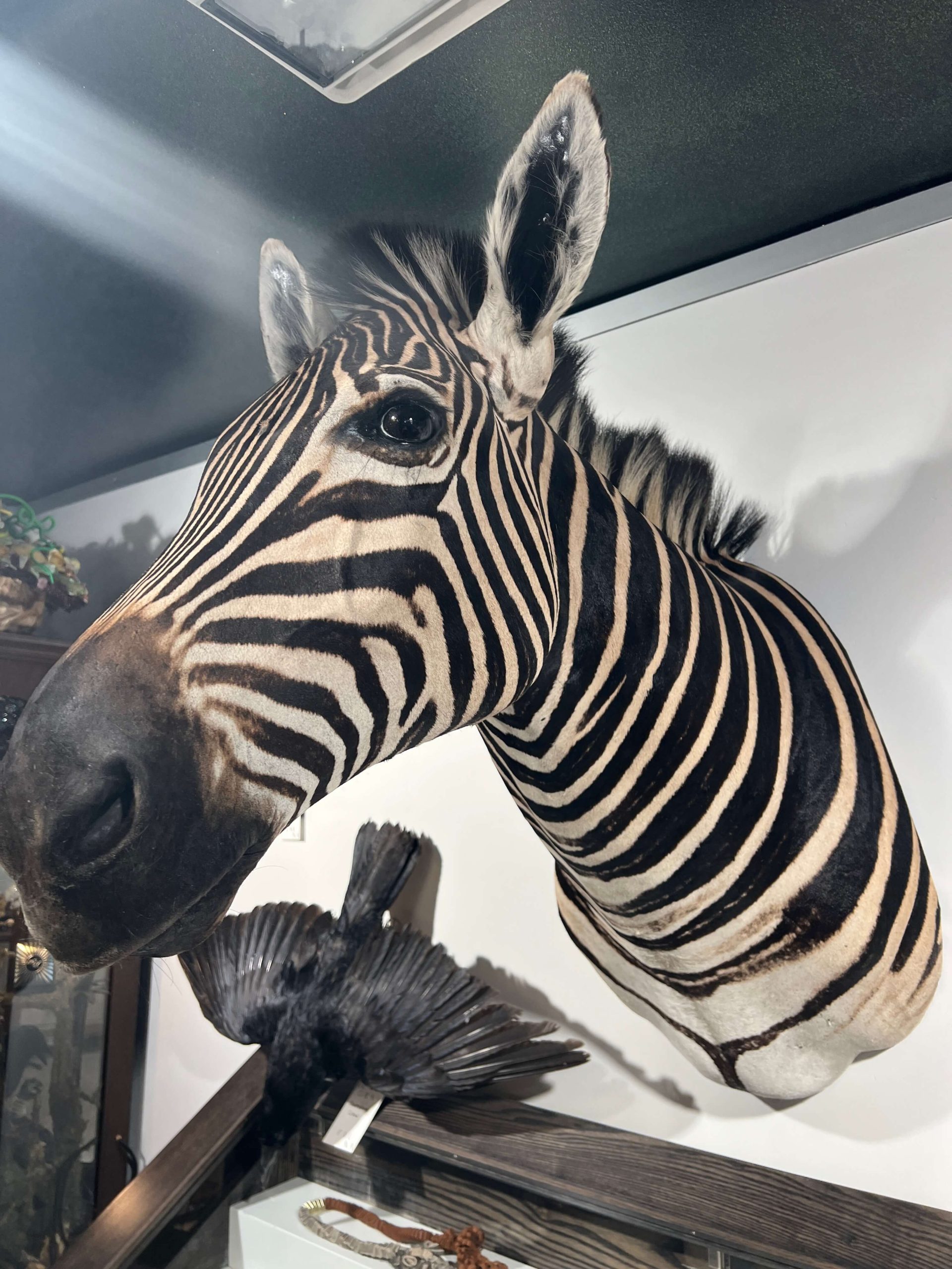 Zebra Head Mount Florafauna