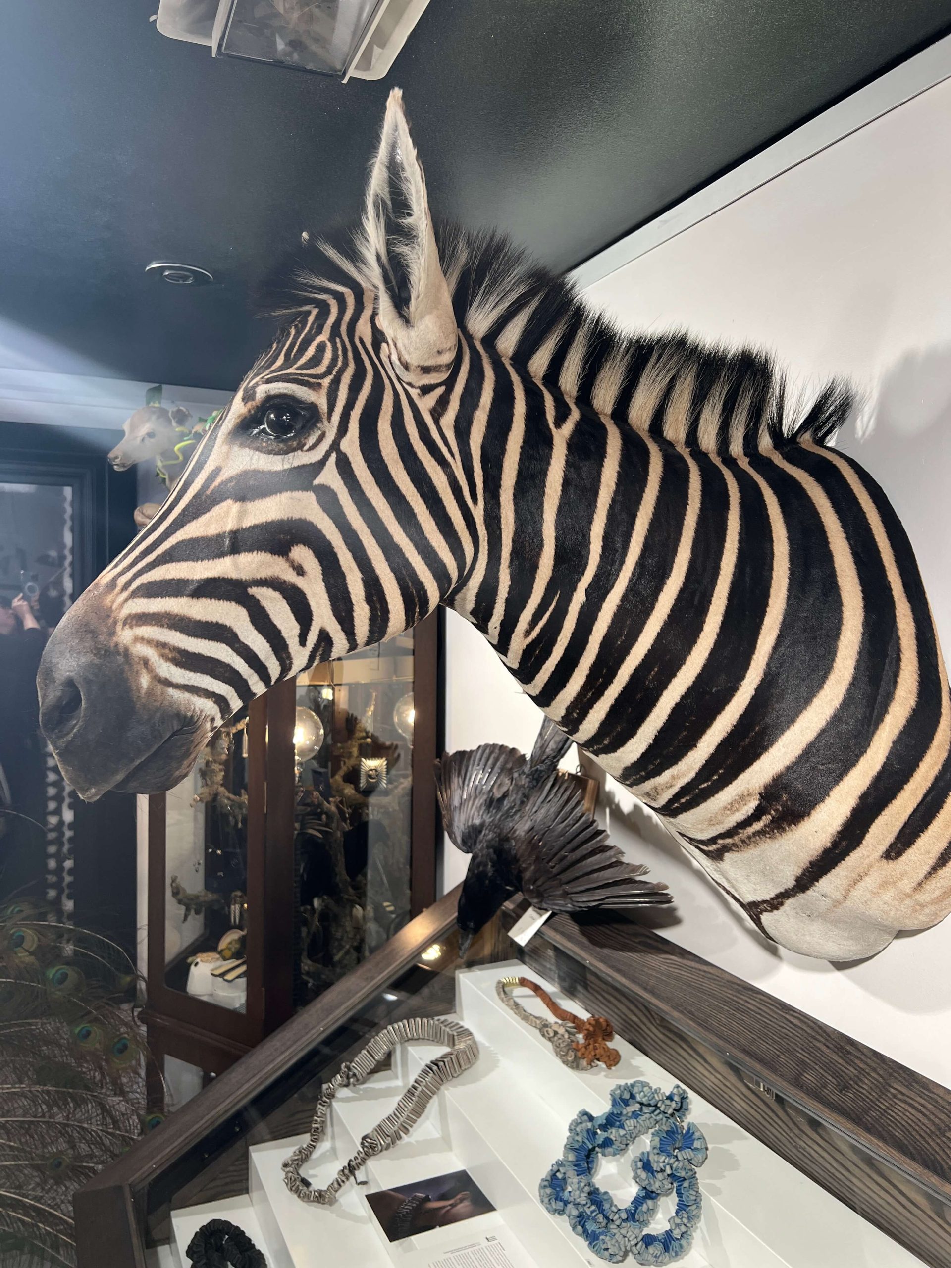 Zebra Head Mount Florafauna