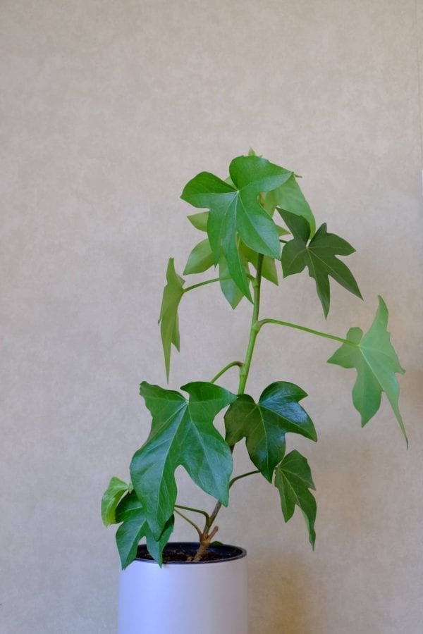 Tree Ivy
