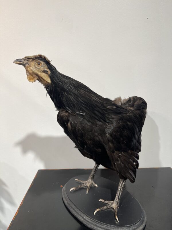 Black Bantam Rooster
