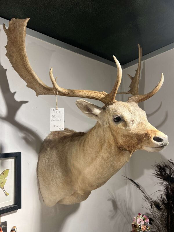 Fallow Deer Buck - Light Fur
