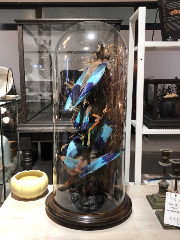 Lilac Roller Birds in Dome - Victorian Era