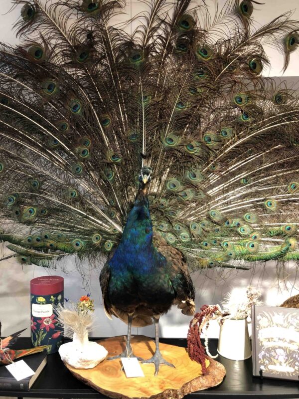 Peter the Peacock