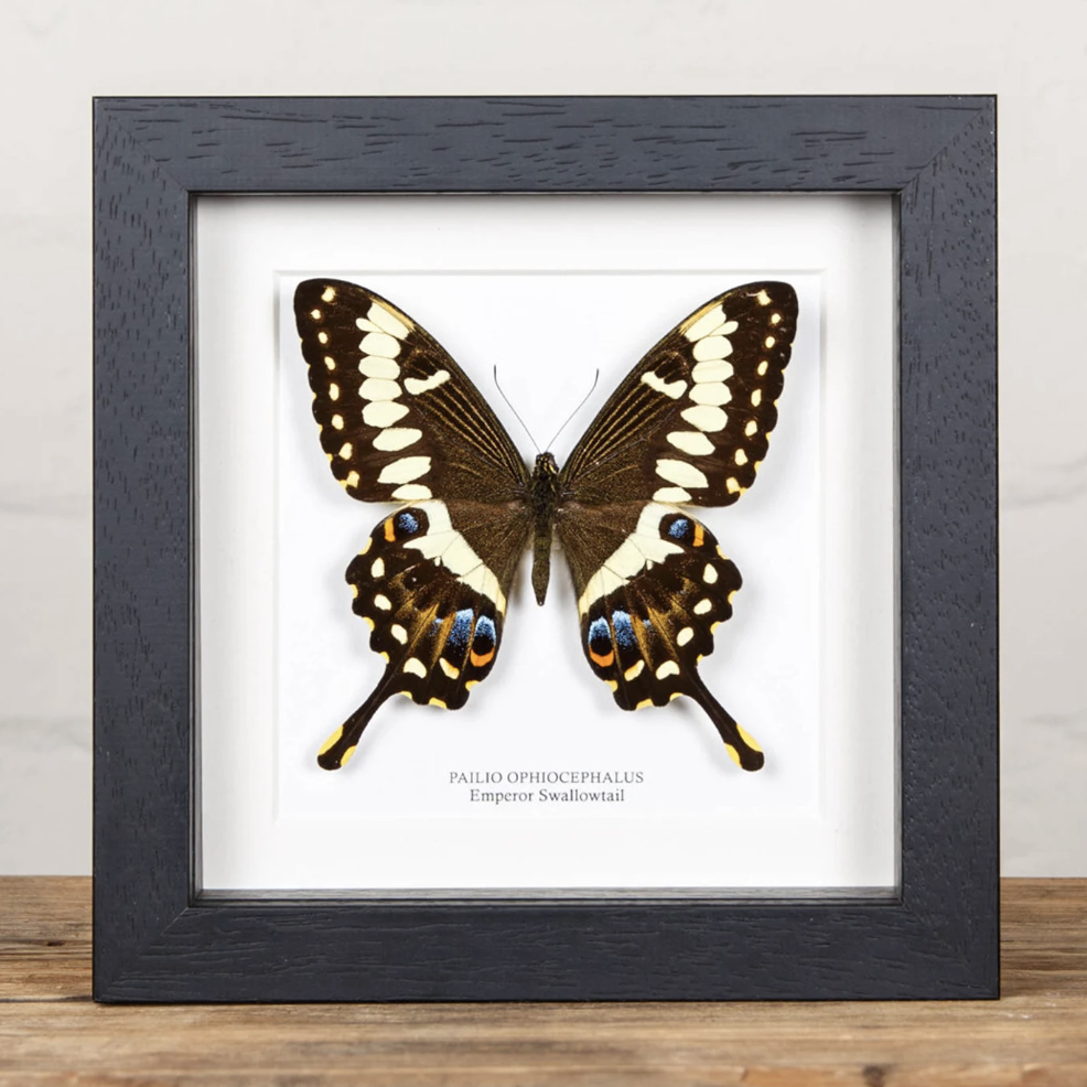 Emperor Swallowtail Butterfly in frame (Papilio ophidicephalus ...