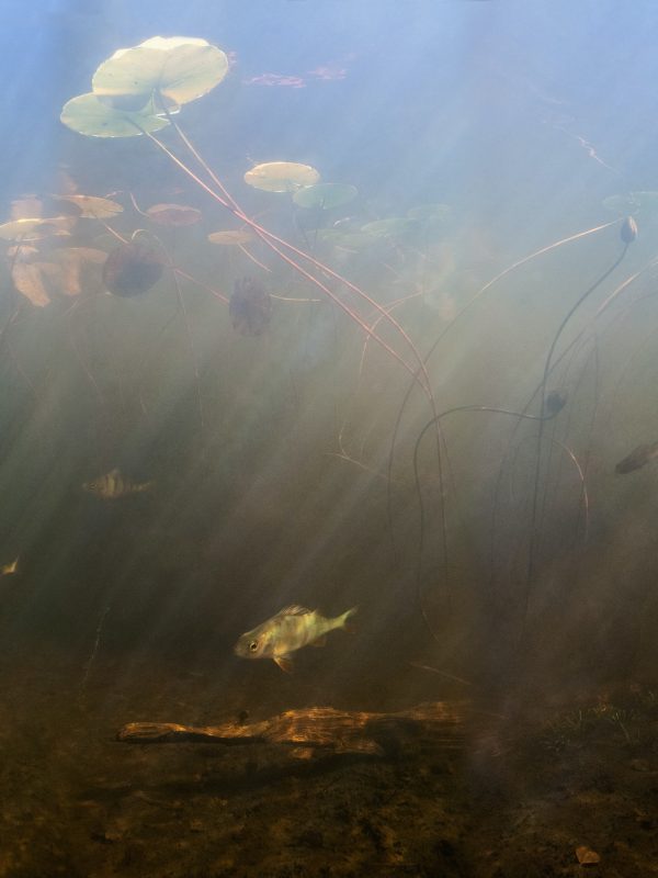 Anders Nils - Perch 1