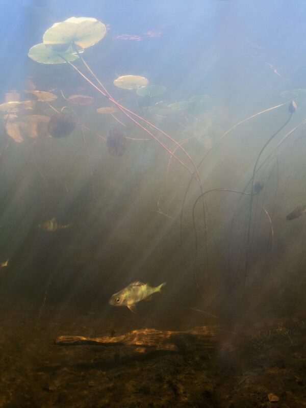 Anders Nils - Perch 1