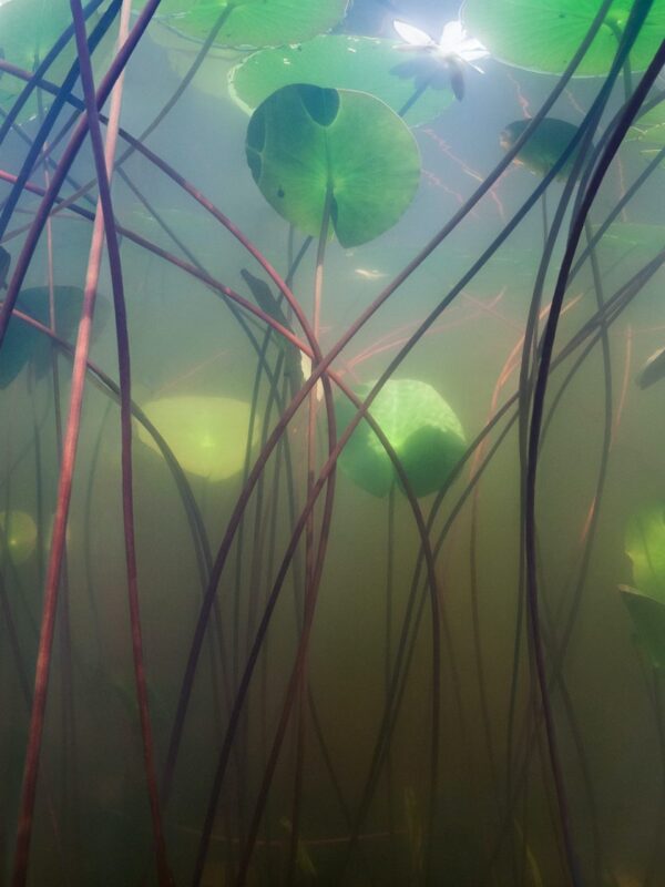 Anders Nils - Primavera