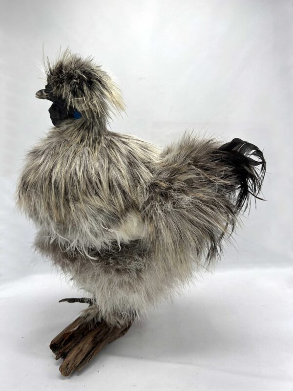 Grey Silkie Rooster