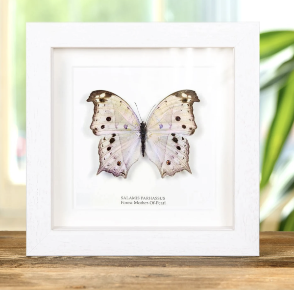 Mother of Pearl Butterfly in White Frame - salamis parhassus