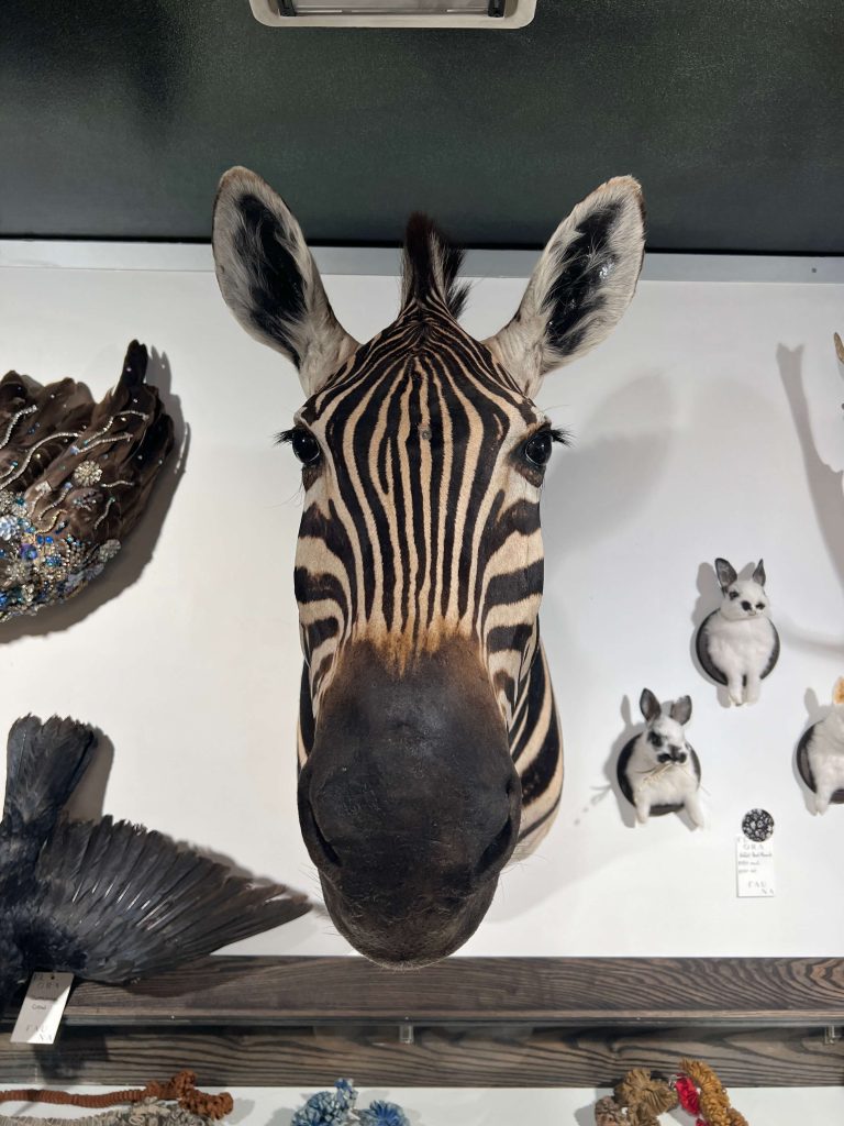 Zebra Head Mount Florafauna