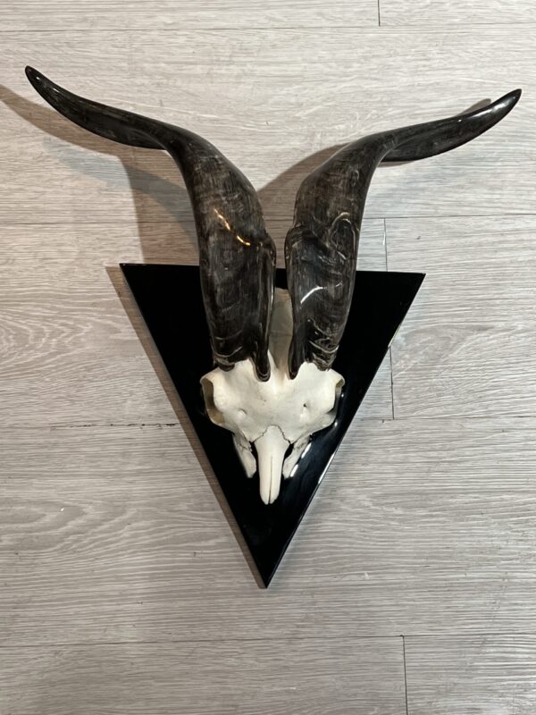 Polished Goat Skull on Resin Sheild