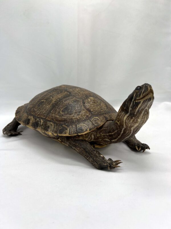 Antique Yellow Bellied Slider Turtle (adult female)