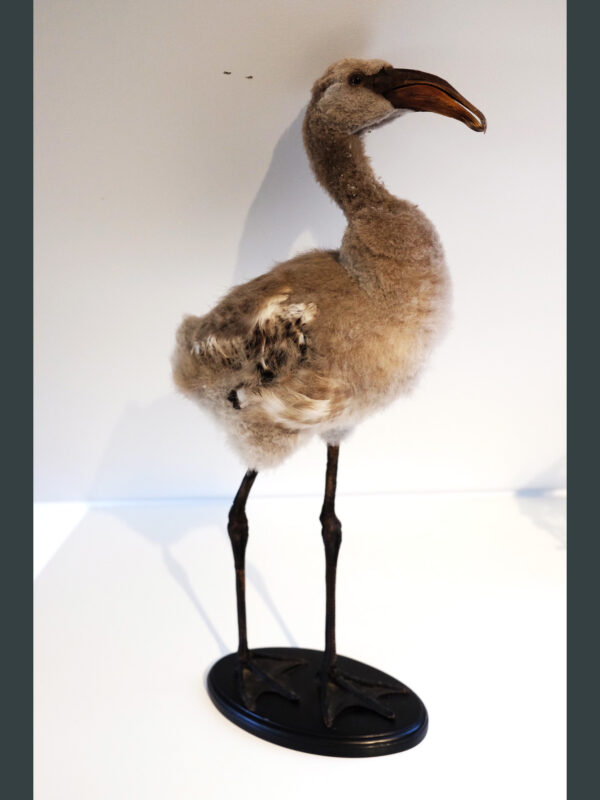 Flamingo Chick