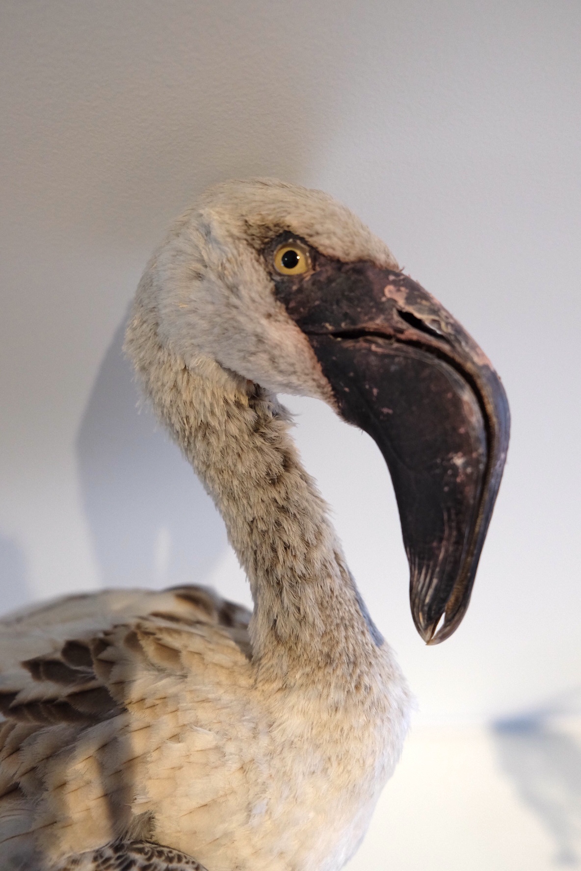 Juvenile Flamingo - Image 5