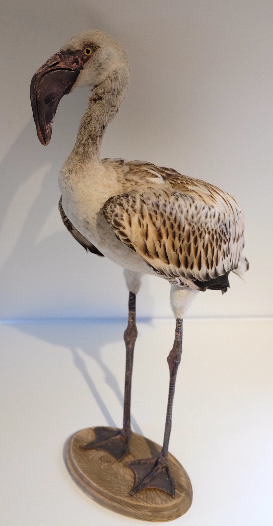 Juvenile Flamingo - Image 4