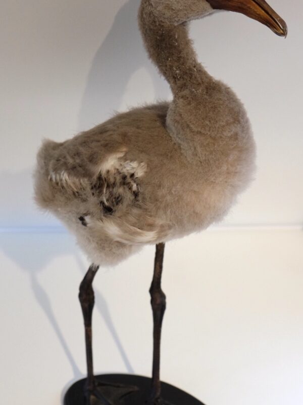 Flamingo Chick