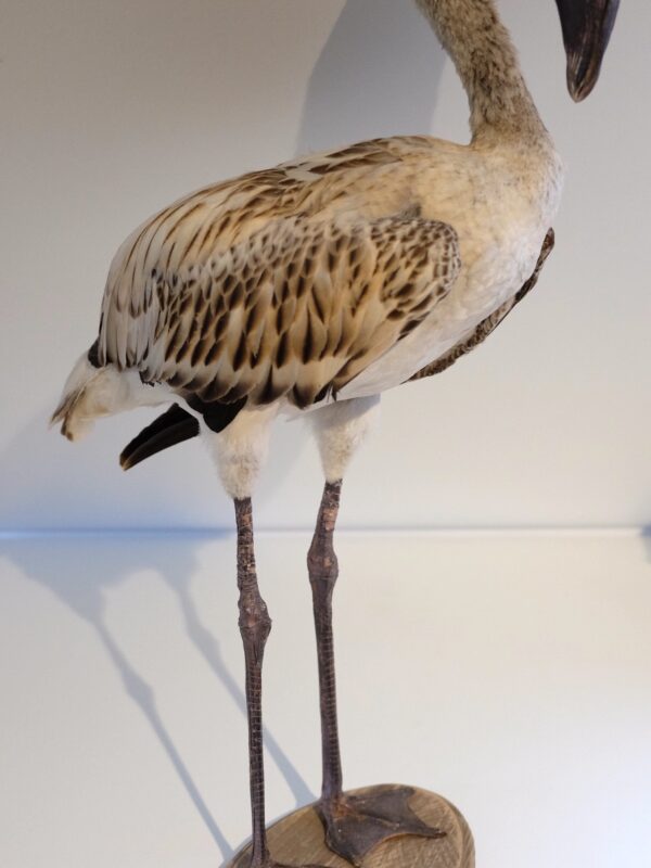 Juvenile Flamingo
