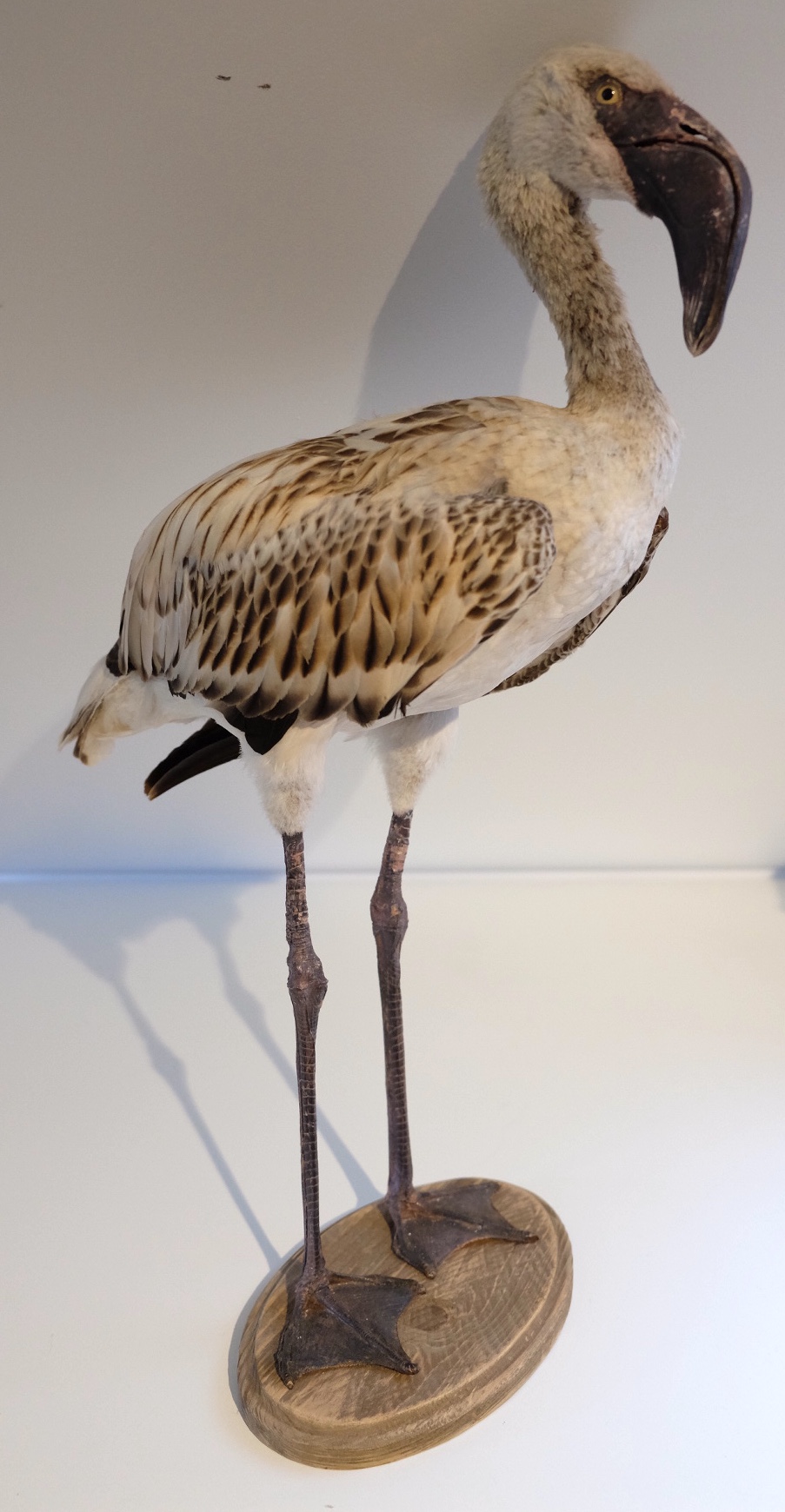 Juvenile Flamingo
