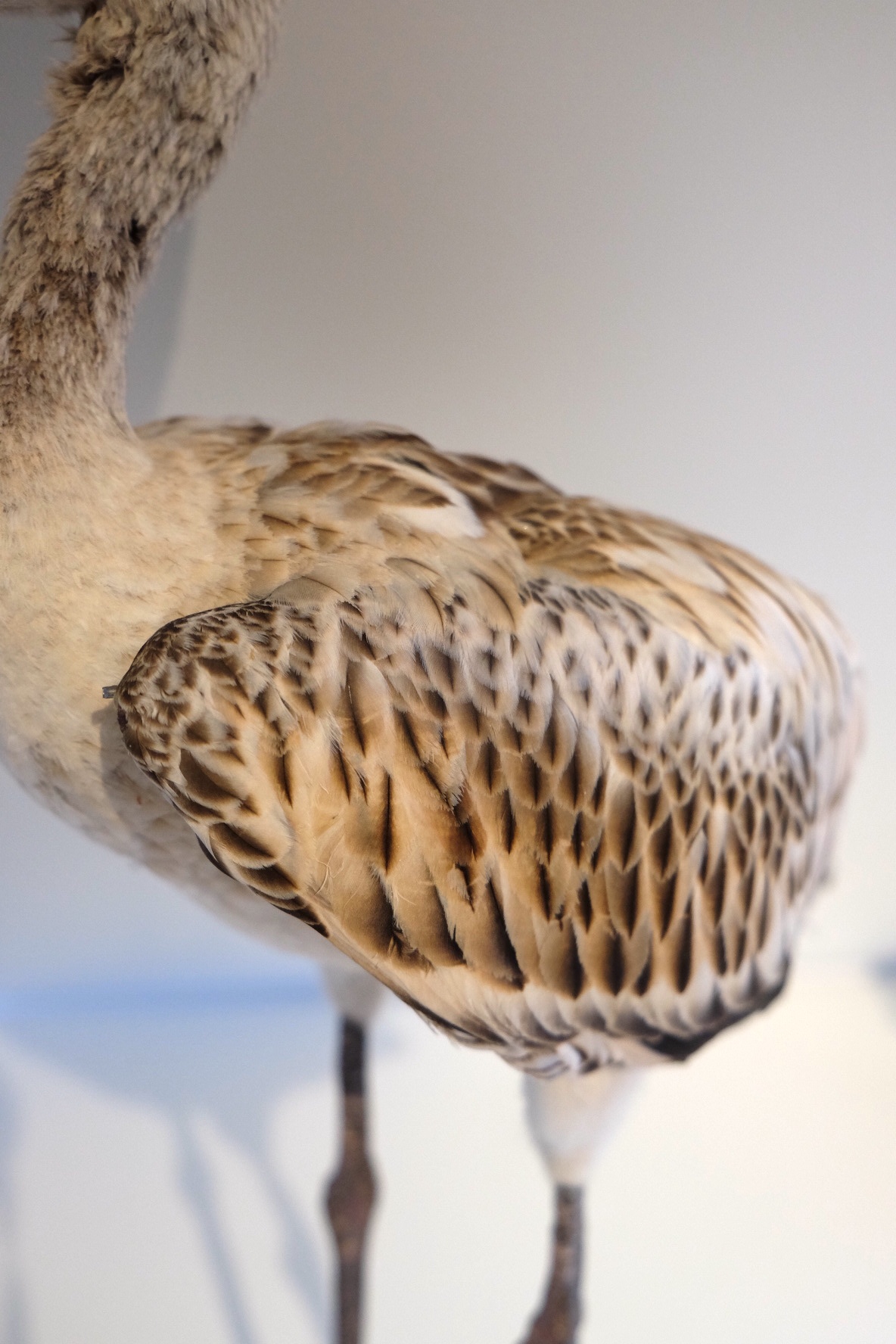 Juvenile Flamingo - Image 2