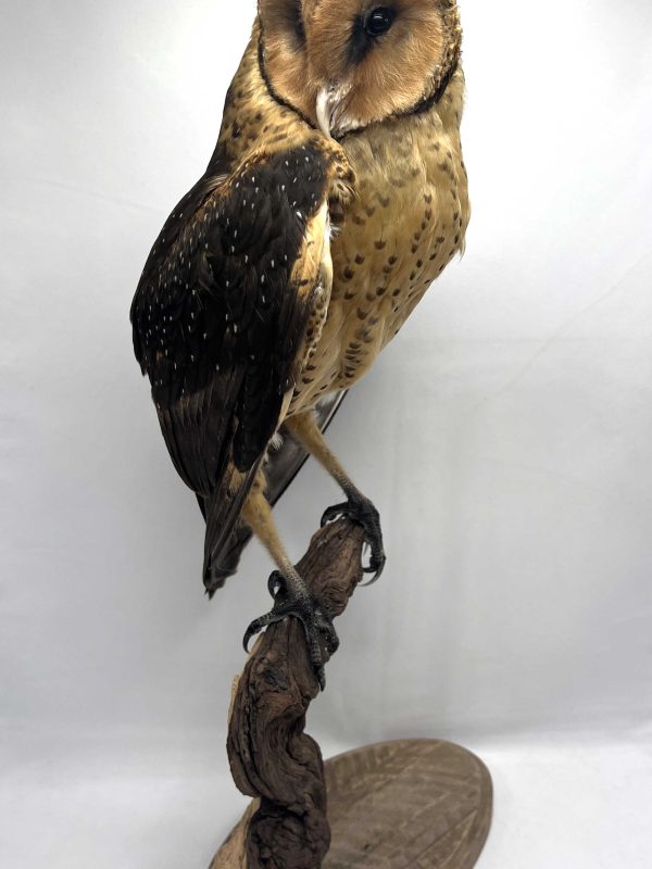 African Grass Owl