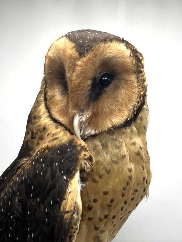 African Grass Owl