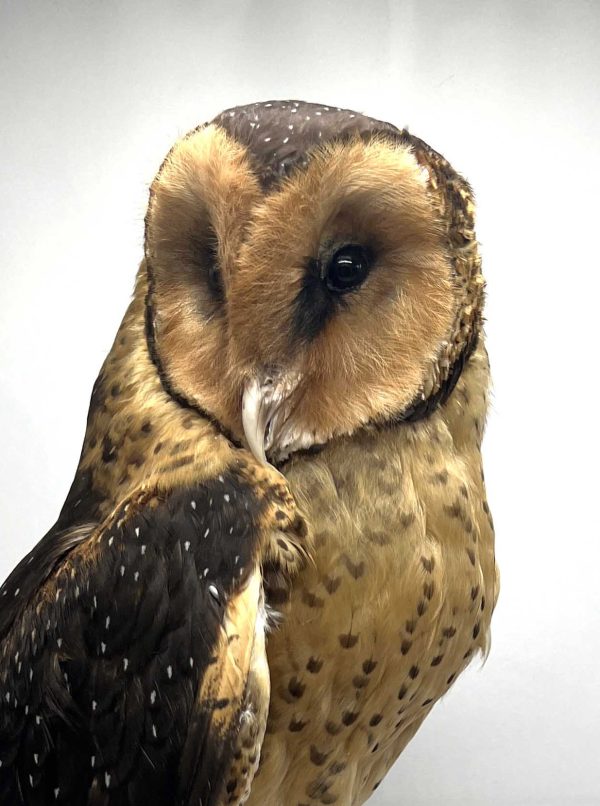 African Grass Owl