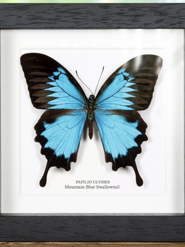 Mountain Blue Swallowtail