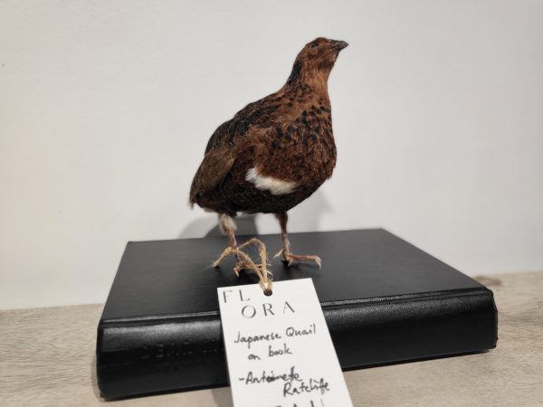 Taxidermy Japanese Quail On Book