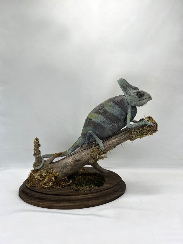 Leon The Chameleon