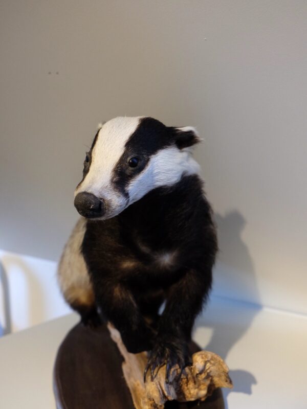 European Badger