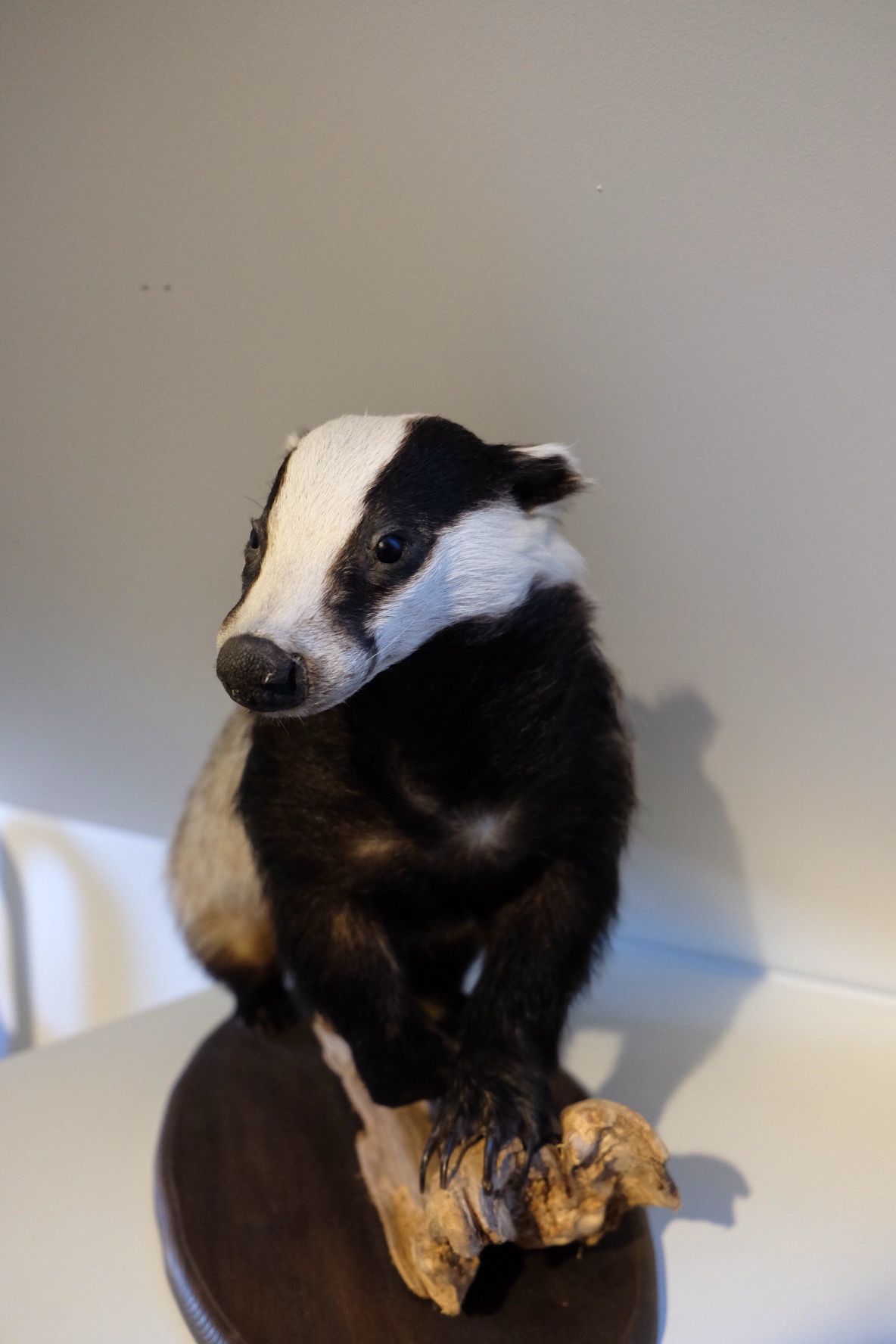 European Badger - Image 4