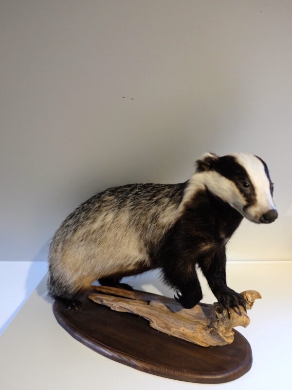 European Badger