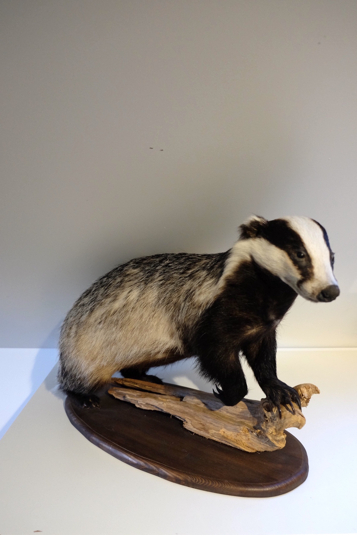 European Badger