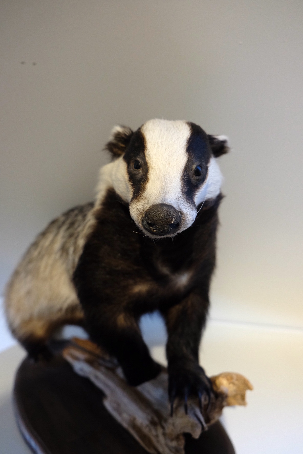 European Badger - Image 2