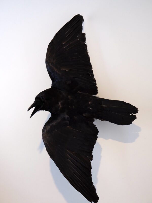Flying Raven