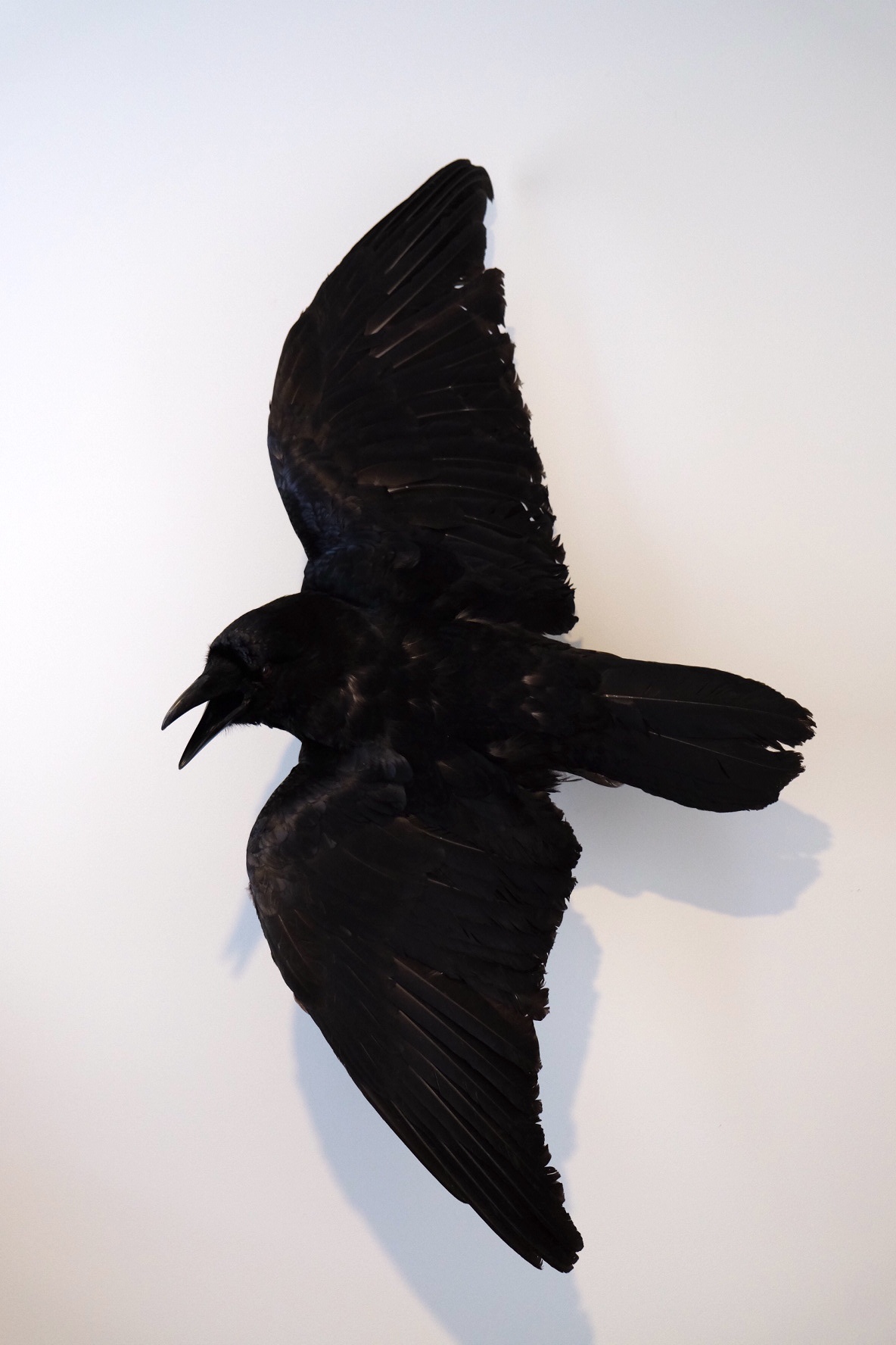 Flying Raven
