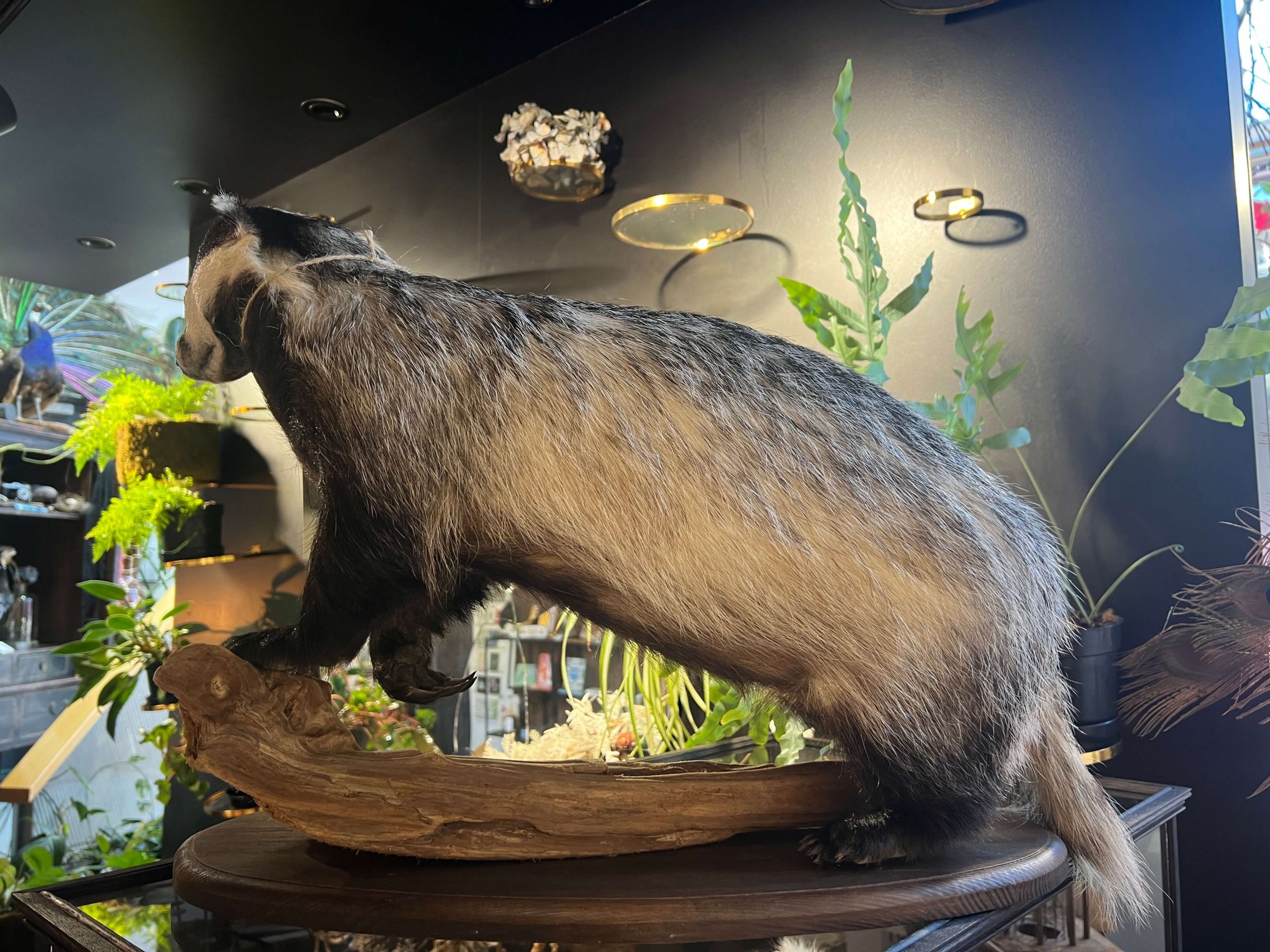 European Badger - Image 5