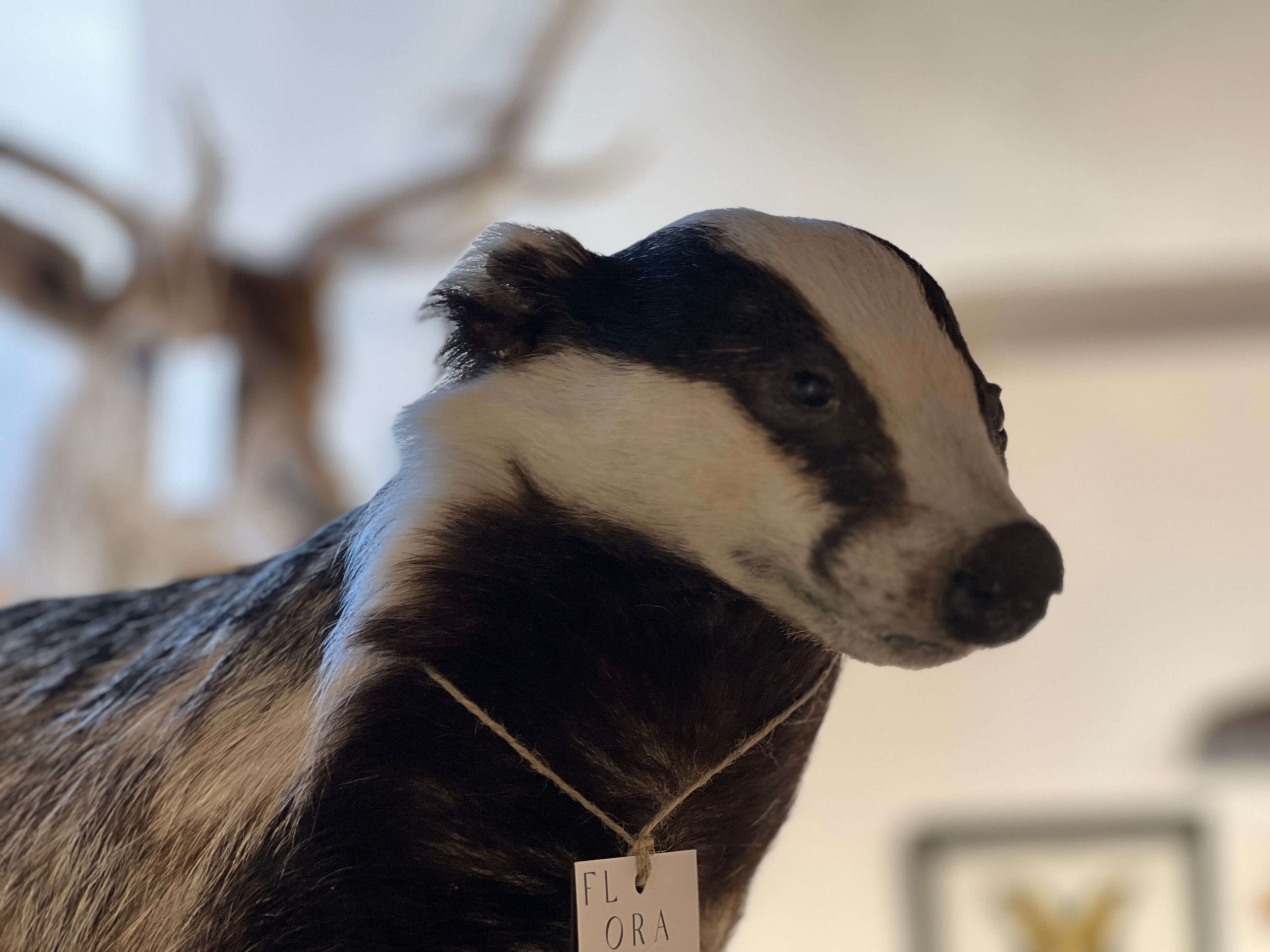 European Badger - Image 2