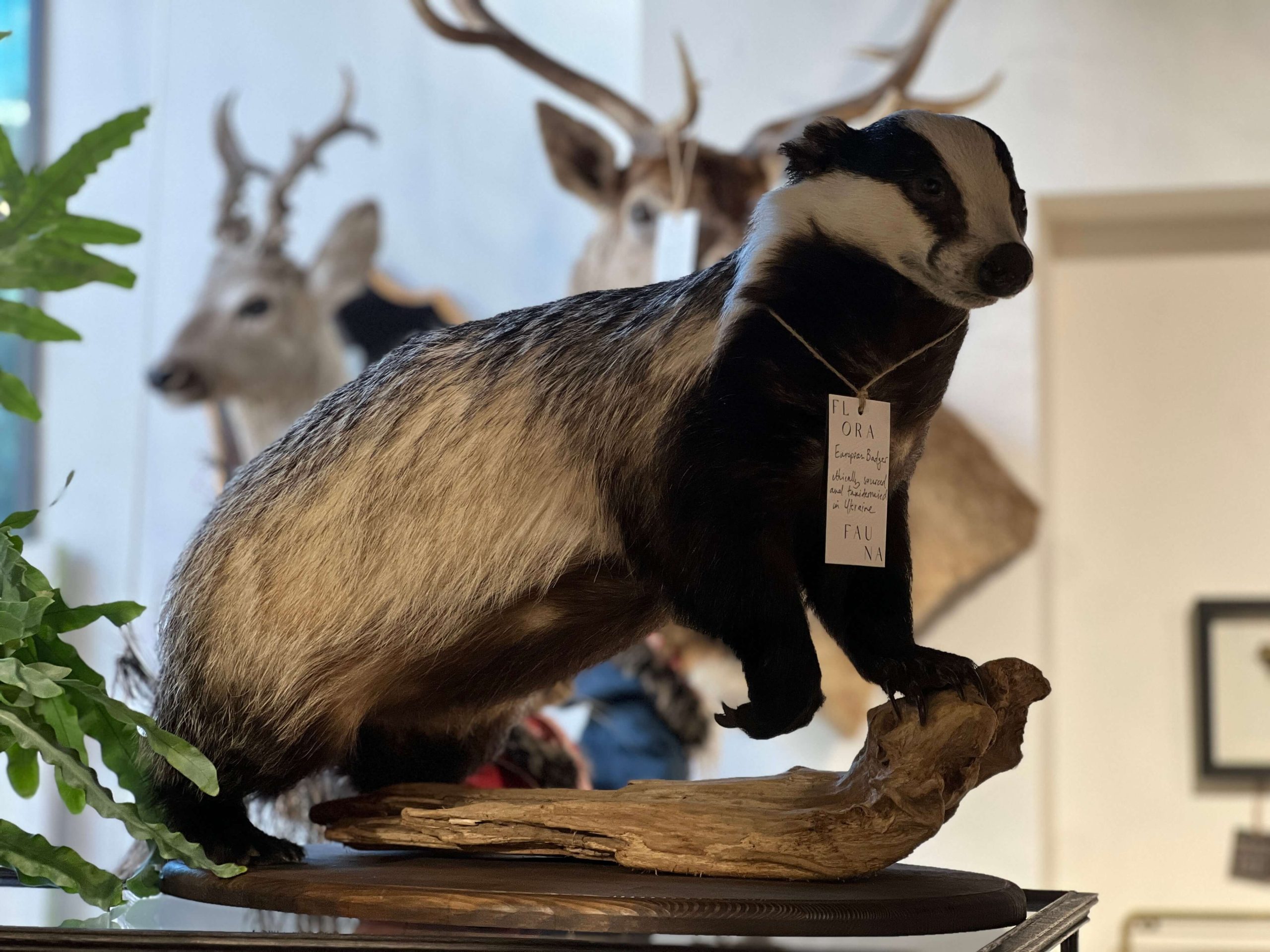 European Badger - Image 3