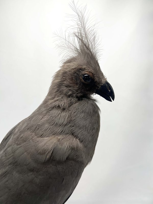Go-Away Bird