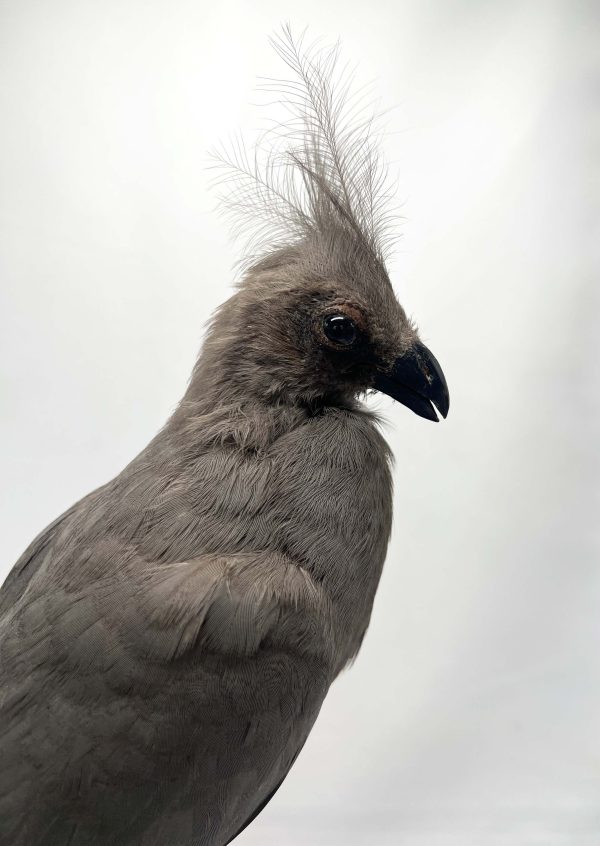 Go-Away Bird