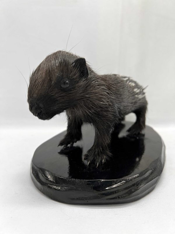 Baby Porcupine