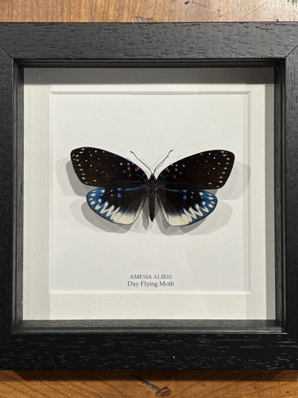 Day Flying Moth - Amesia aliris