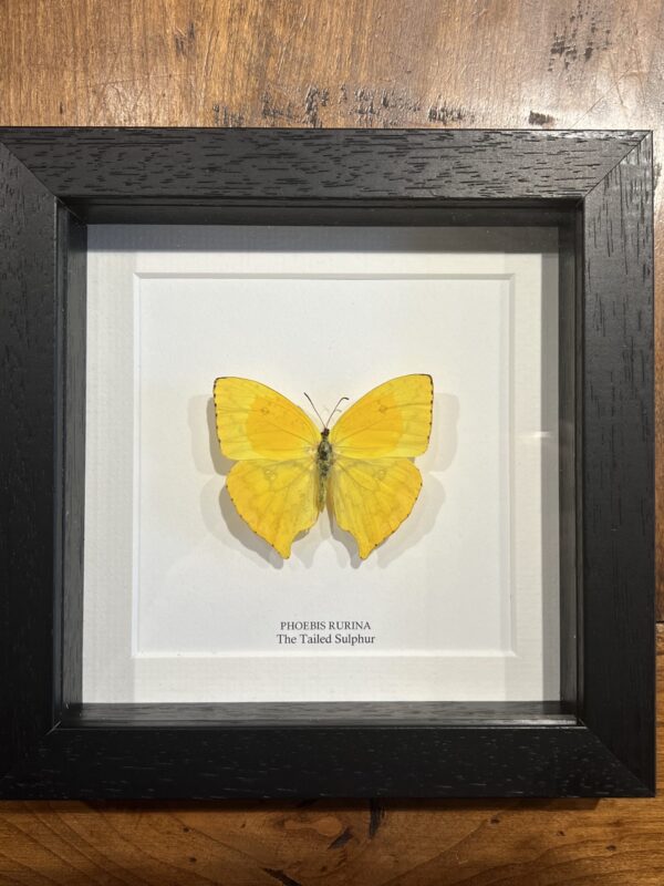 The Tailed Sulphur Butterfly - phoebis rurina