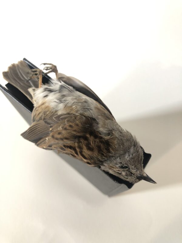 Male Dunnock on Book -Antoinette Ratcliffe