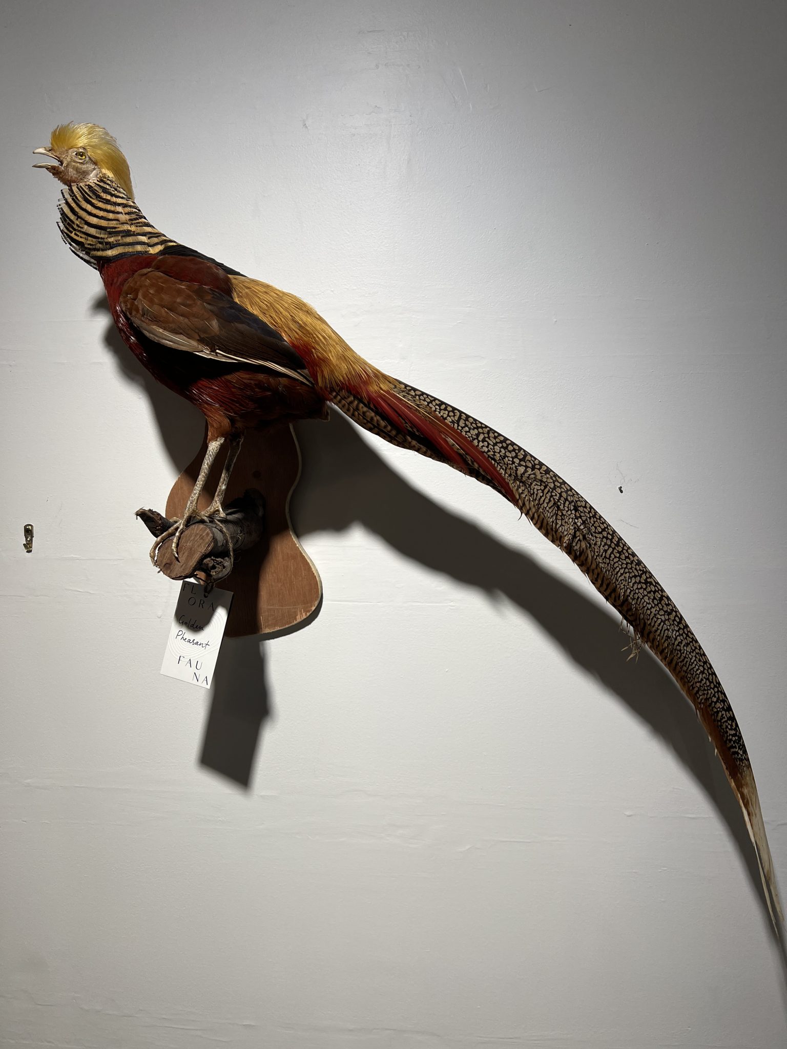 Golden Pheasant Wall Mounted Florafauna