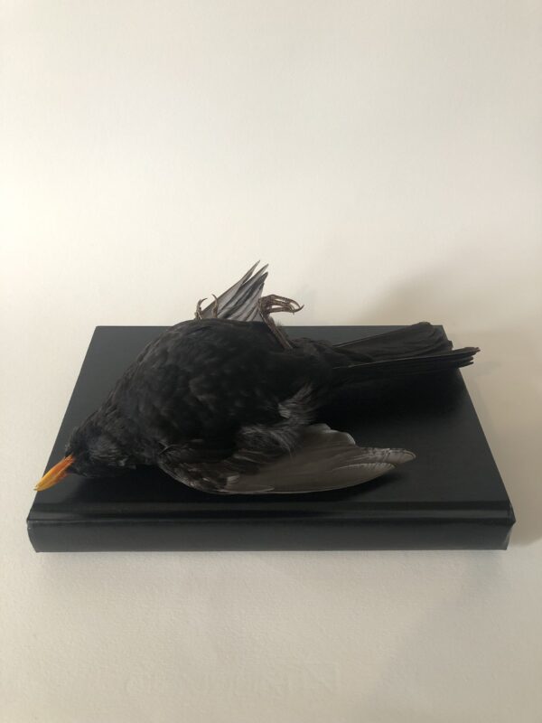 Male Blackbird on Book - Antoinette Ratcliffe