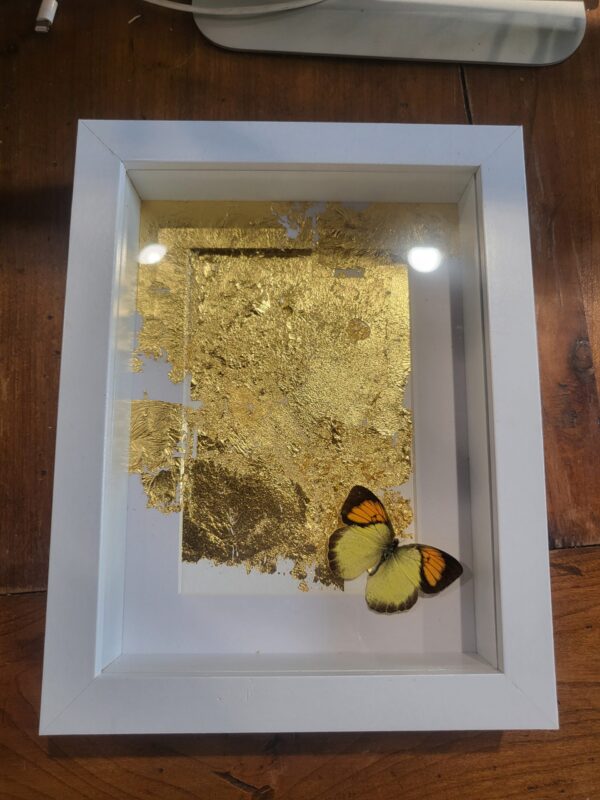 Yellow Orange Tip Butterfly In White Box Frame With 24K Gold Leaf